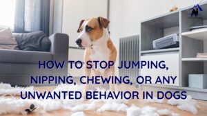 A dog standing in a living room with shredded stuffing scattered on the floor. Text on the image reads: "How to Stop Jumping, Nipping, Chewing, or Any Unwanted Behavior in Dogs.