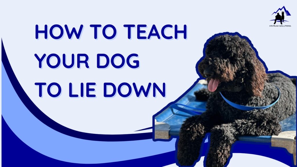 Dog lying on training mat with leash, learning how to lie down - K9 Peak Solutions