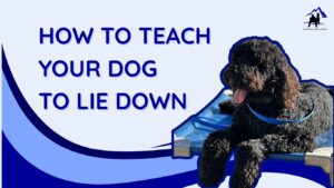 Dog lying on training mat with leash, learning how to lie down - K9 Peak Solutions