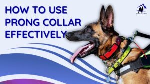 Dog wearing a prong collar with a leash, showcasing how to use a prong collar effectively for training.