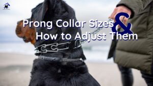 Rottweiler wearing a properly fitted prong collar with handler in El Paso, TX. Demonstrates correct prong collar placement.