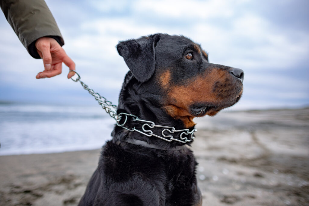 Hand placing a prong collar high on a Rottweiler's neck for proper fit and training in El Paso, TX.