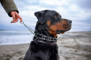 Hand placing a prong collar high on a Rottweiler's neck for proper fit and training in El Paso, TX.
