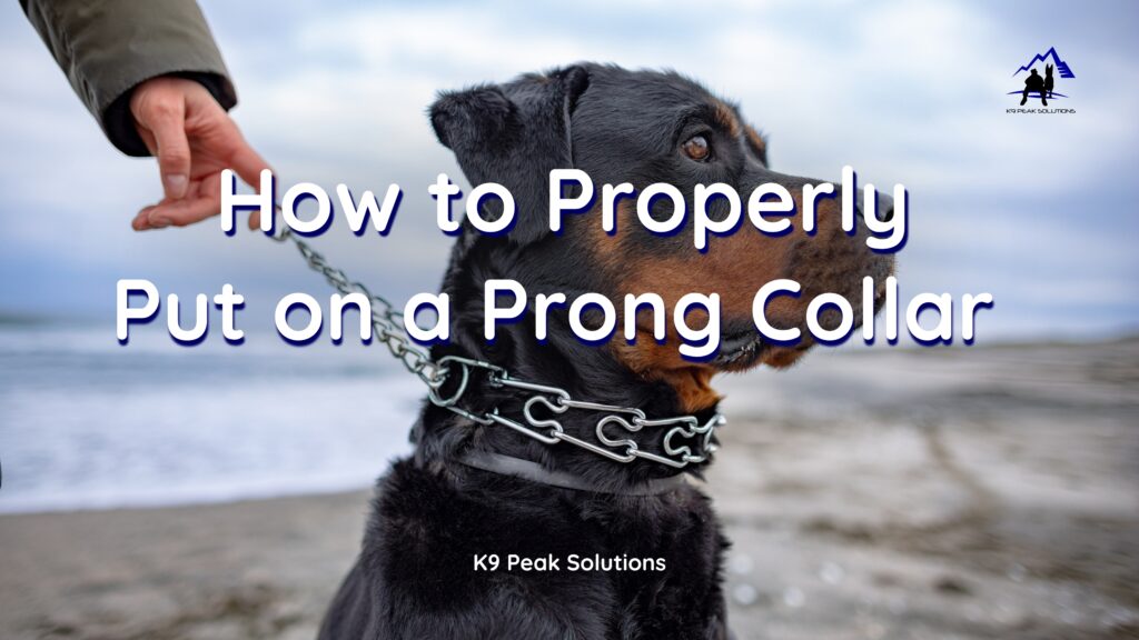 Hand placing a prong collar high on a Rottweiler's neck for proper fit and training in El Paso, TX.