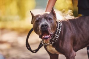 Strong pit bull on prong collar during obedience training outdoors
